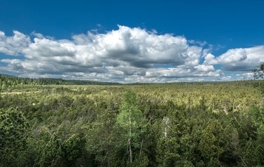 11 TorfowiskoZieleniecWJR_5811 K M