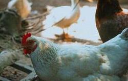 Uwaga HPAI (ptasia grypa)