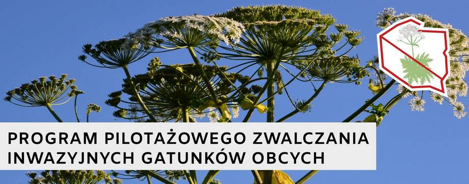Program pilotażowego zwalczania inwazji gatunków obcych w&nbsp;Łężycach